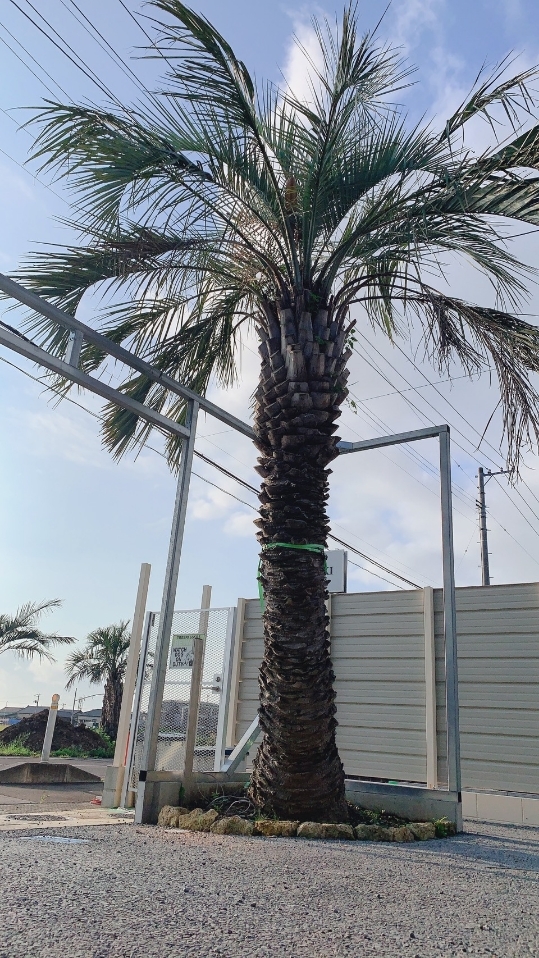 川内造園　ヤシの木