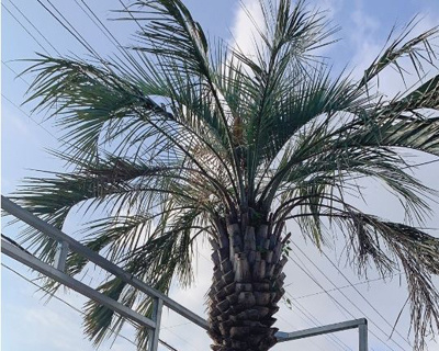 川内造園　ヤシの木